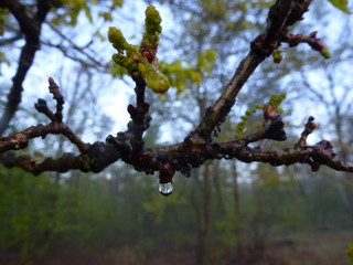 Branch of a tree with the drops of water
