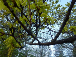 Branch of a tree with the green leaves