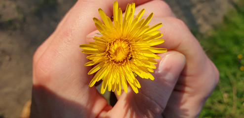yellow flower in her hands