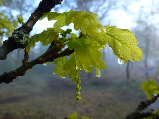 Fototapeta premium Drops of water on the green leaves