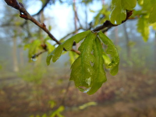 A branch with the spring leaves in the forest