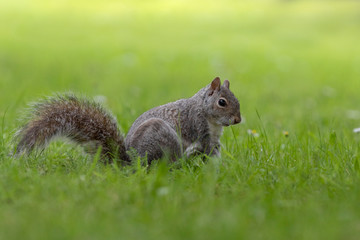 Esquilo-cinzento, Grey squirrel (Sciurus carolinensis)
Royal Florest of Dean, UK - 2018.06.22