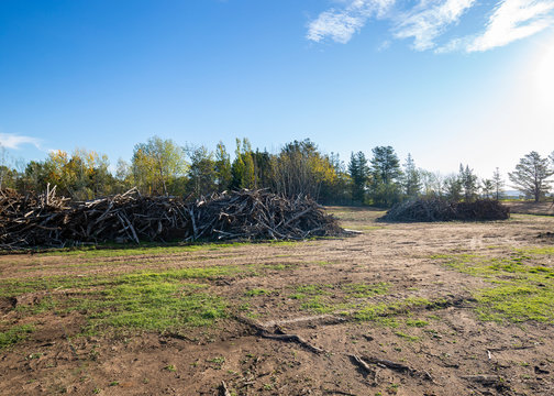Large pile of woody material from land clearing of surrounding bush and trees 