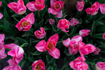 Great pink tulips, top view
