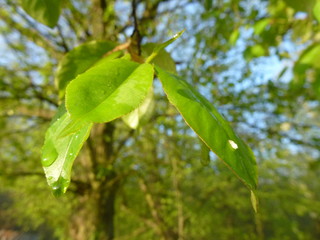 Green leaves on the tree