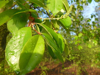 Green leaves on the tree