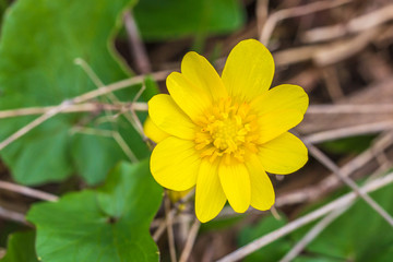 Ficaria verna. Lesser celandine. Ficaria verna yellow spring flower