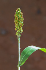 Beautiful photo of sorghum in thailand
