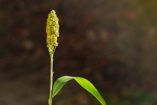 Beautiful photo of sorghum in thailand