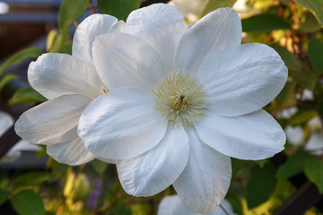 Beautiful white clematis closeup in the garden macro