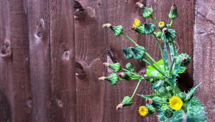 thistle and fence