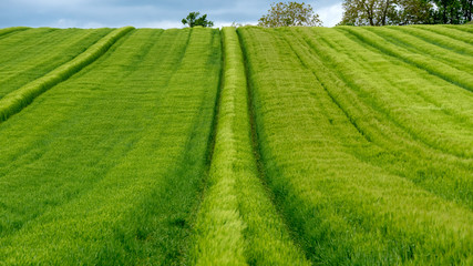 Green wheat field in a bottom-up perspective