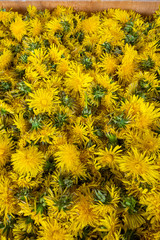 Yellow flowers of common dandelion picked and prepared for processing - drying or boiling for syrup (a general view; vertical shot)