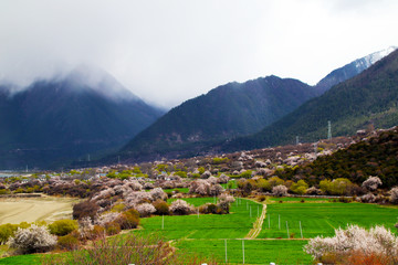 The mountain is full of pink peach blossoms, small white and blue houses, hidden in the middle of the mountains and rivers