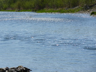 River stream surface on a lovely summer sunny day with trees in the background