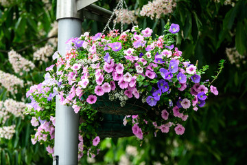 Large group of Petunia axillaris light pink and purple flowers in a pot, with blurred background in a garden in a sunny spring day
