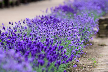 Obraz premium Many small blue lavender flowers in a sunny summer day in Scotland, United Kingdom, with selective focus, beautiful outdoor floral background 