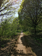 straight path in the park