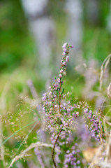 Fototapeta premium purple flowers in the field