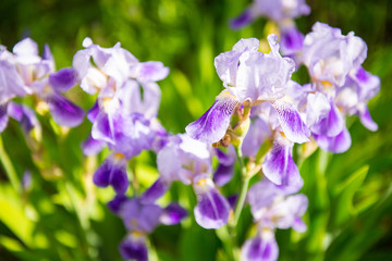purple iris flowers