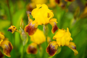 Iris flower in bloom in grass