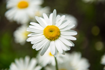 Obraz premium white daisy flower in the garden
