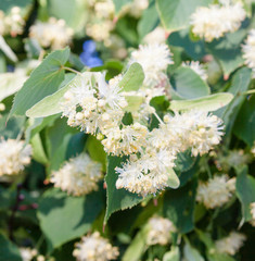 Lime tree (linden) blossom.