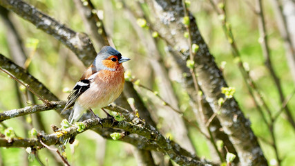 Finch sits on a branch against the background of spring greenery