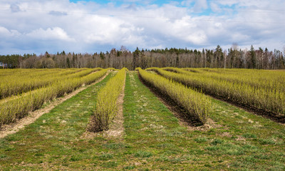 Fototapeta na wymiar landscape with rows of beautiful green blackcurrant bushes, first spring greenery