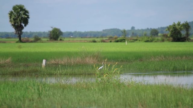 Riziere Cambodge