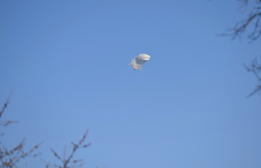 One small white feather flies against a blue sky.