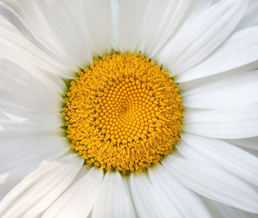 Blooming oxeye daisy flower.