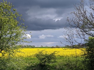 Rapsfeld