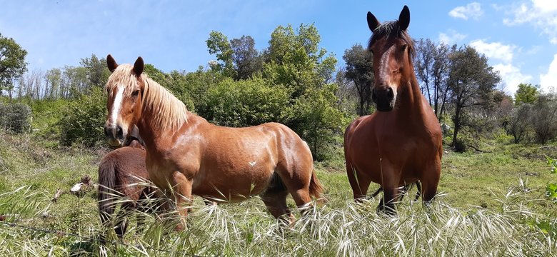 Cavalli al pascolo sulle montagne di Artena