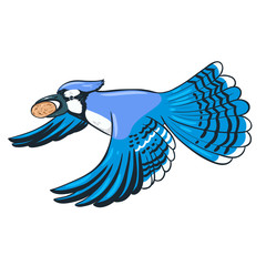 Blue jay flies with a nut in its beak isolate on a white background. Vector graphics.