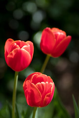Tulip Dow Jones in flower in a garden in the United Kingdom
