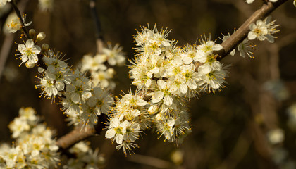 Close up of flowering plant