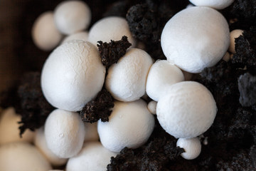 Button mushrooms in the ground