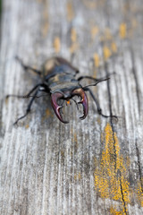 Male stag beetle on the wooden surface.