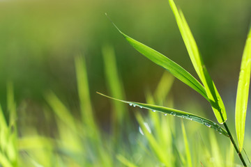 Grass plant background, dewy grass leaves in the field after rain, nature concept
