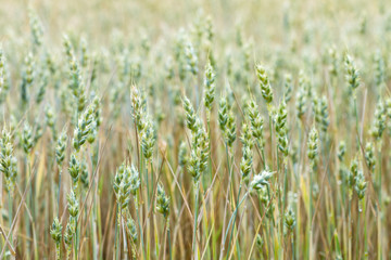 Background of wheat plants, ripening wheat in the farmer‘s field, ecological cereals for producing healthy food ; nature and plant background concept