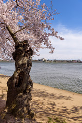 Gnarly Cherry Tree Blossoming on the Tidal Basin with The Jefferson Memorial Background on the Sunny Day