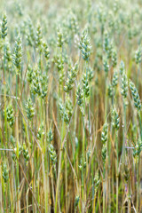Background of wheat plants, ripening wheat in the farmer‘s field, ecological cereals for producing healthy food ; nature and plant background concept