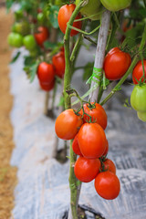 Fresh tomatoes hanging on tree in garden farm background