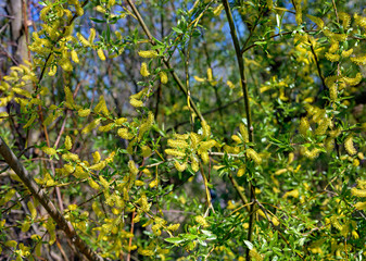 Yellow flourishing willow