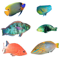 Collection of Reef Fish cutout on white background 