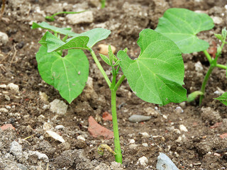 green bean plant in the hobby garden, newly growing bean plant,