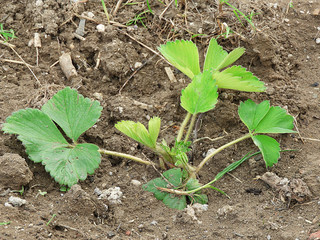 strawberry seedlings planted in the garden, growing strawberries in the hobby garden, strawberry plant,