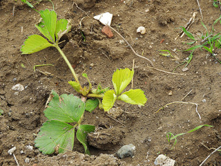 strawberry seedlings planted in the garden, growing strawberries in the hobby garden, strawberry...