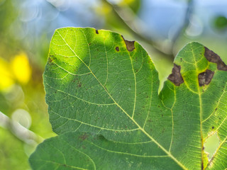 verde hoja naturaleza luz boke